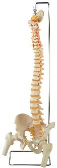 Model anatomic - Coloana vertebrala