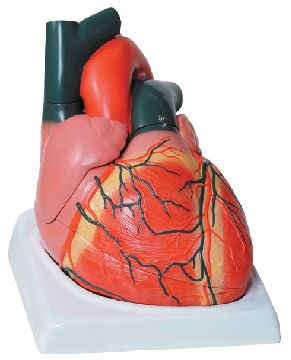 Model anatomic – Inima