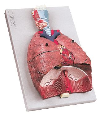 Model anatomic – sistem repirator