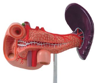 Model anatomic – pancreas, duoden, fiere