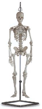 Model anatomic – mini schelet uman