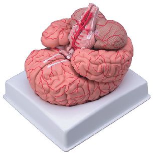 Model anatomic – Creier
