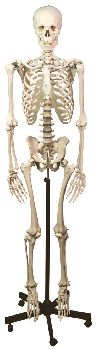 Model anatomic – schelet uman