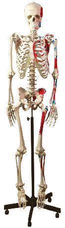 Model anatomic - schelet uman muschiular