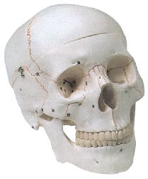 Model anatomic – Craniu uman numarat
