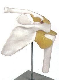 Model anatomic – Articulatie umar