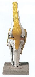 Model anatomic – Articulatie genunchi