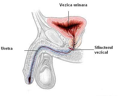 înroșirea vezicii urinare cu prostatită pastile usturime urinare
