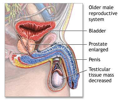 Anatomie reprezentarea unei prostate