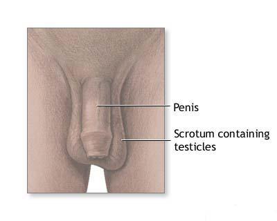 organul genital masculin nu este erect