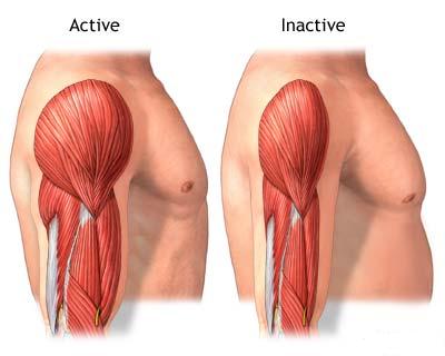 Muschi activ vs muschi inactiv