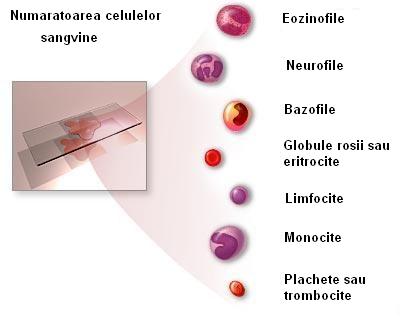 Analize hematologice (hematocrit, formula leucocitara, timp de coagulare, analiza grupelor de sange, etc.)