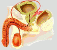 Prostata poze anatomice