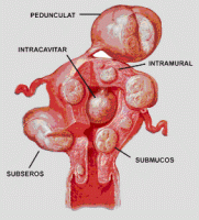 Prostata – funkcija i anatomija