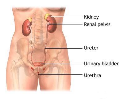 Cauze de vezica urinara hiperactiva