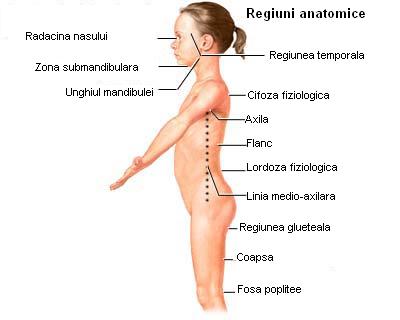 Regiuni anatomice (vedere laterala) - pentru localizarea precisa a durerii