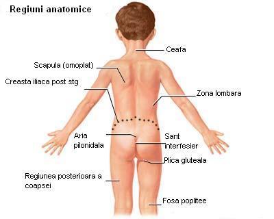 Regiuni anatomice (vedere posterioara) - pentru localizarea precisa a durerii