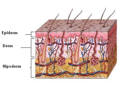 Structura pielii
