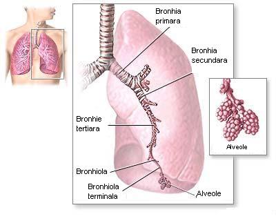 Pneumoniile bacteriene si pneumoniile atipice