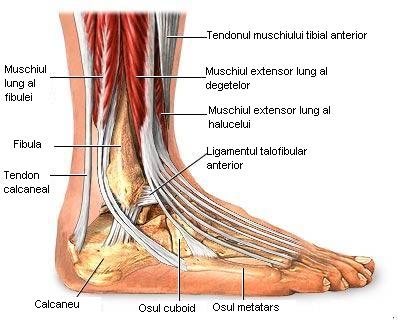 boli ale articulației gleznei și ale piciorului)