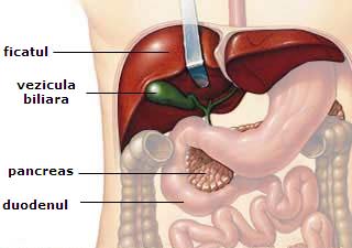 Pancreasul, ficatul si vezicula biliara