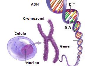 Genele, cromozomii si AND-ul