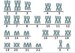 Cromozomii umani