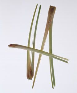 Iarba lamaioasa (lemongrass)
