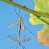3 cazuri noi de imbolnavire cu virusul West Nile