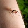 Sapte cazuri de infectare cu virusul West Nile in Romania, doi oameni au murit