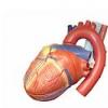Anatomia inimii - Valvele cardiace