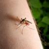 Situatia imbolnavirilor cu virusul West Nile