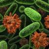 Numarul victimelor epidemiei de E.coli va creste in zilele urmatoare, avertizeaza un specialist
