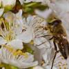 Ingrijiri in cazul intepaturilor de insecte