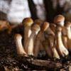 Trei decese in Maramures din cauza intoxicatiei cu ciuperci