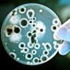 Un microb rezistent la antibiotice risca sa se raspandeasca in Europa din India