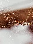 Intepaturile de insecte si paianjeni 