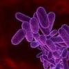 Pneumococul: principala cauza a mortalitatii infantile in Romania