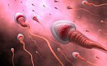 Gena care controleaza producerea spermatozoizilor nu s-a modificat de peste 600 milioane de ani