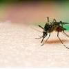 Un nou caz de imbolnavire cu virusul West Nile a fost confirmat in Dambovita