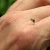 Cinci noi cazuri de infectare cu West Nile in Romania, bilantul imbolnavirilor a ajuns la 25