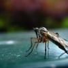 Doi romani sunt suspecti de infectarea cu West Nile in judetul Tulcea