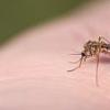 Cercetatorii SUA si canadieni au identificat o proteina care ajuta la combaterea virusului West Nile