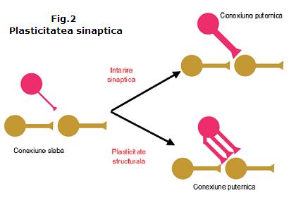 Plasticitatea sinaptica