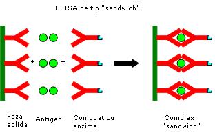 ELISA tip sandwich