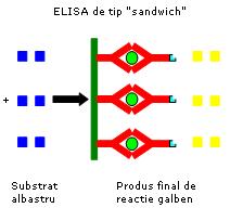 ELISA de tip sandwich 