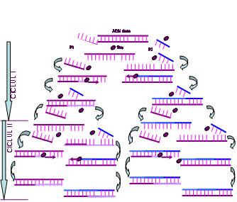 PCR
