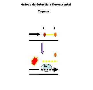 metoda de detectie a fluorescentei taqman