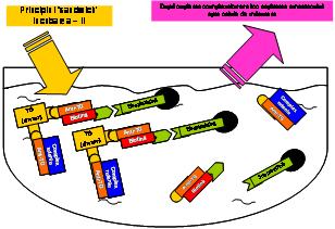 ECLIA tip sandwich4