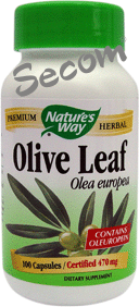 Olive leaf
